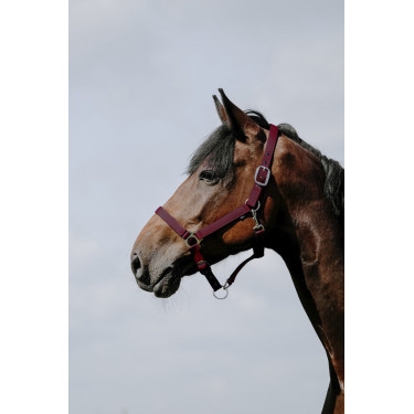 Licol Riding World Cushion Licol Riding World Cushion
