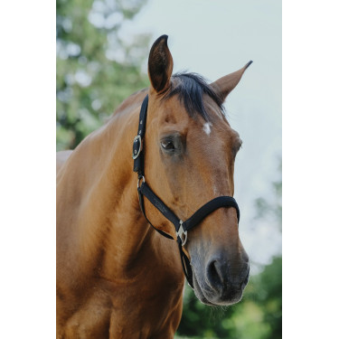 Licol nylon Equithème Protector Licol nylon Equithème Protector