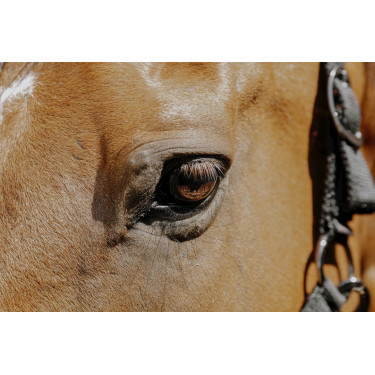 Licol nylon Equithème Protector Licol nylon Equithème Protector