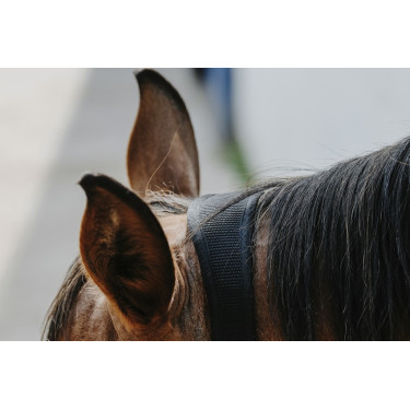Licol nylon Equithème Protector Licol nylon Equithème Protector