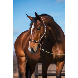 Licol Hippo Marron / beige