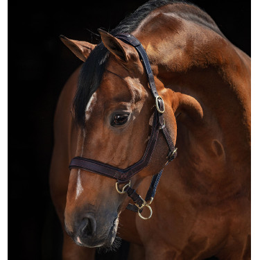 Licol Rambo Micklem Horseware Licol Rambo Micklem Horseware