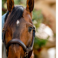 Licol Rambo Micklem Horseware Marron