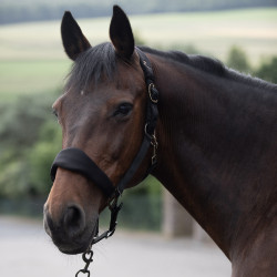 Licol matelassé Graz Horze Noir Licol matelassé Graz Horze Noir