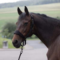 Licol matelassé Graz Horze Noir Licol matelassé Graz Horze Noir