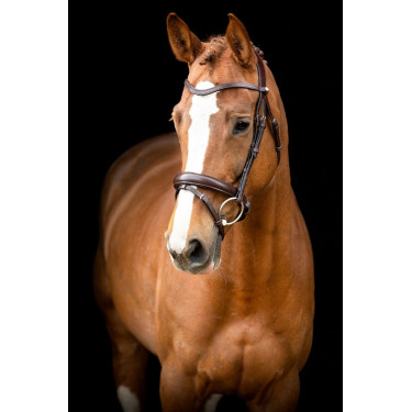 Bridon Montar Normandie cuir tanné Marron