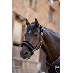 Licol et longe poney Pegasus Horze Noir Licol et longe poney Pegasus Horze Noir