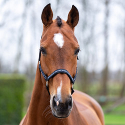 Licol HV Polo Nena Marine