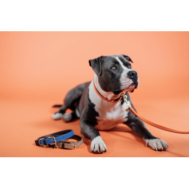 Laisse pour chien Plaited Nylon 200 cm Kentucky Laisse pour chien Plaited Nylon 200 cm Kentucky