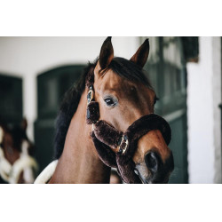 Têtière Licol de transport mouton Kentucky Marron