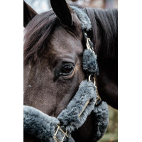 Têtière Licol de transport mouton Kentucky Gris