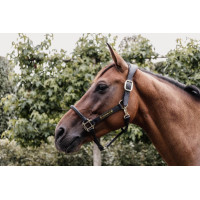 Têtière pour Licol Anatomique en cuir Kentucky Noir