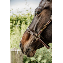 Têtière pour Licol Flexible Kentucky Marron Têtière pour Licol Flexible Kentucky Marron