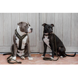 Harnais pour chien Active Teddy Fleece Kentucky Noir