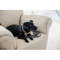 Laisse pour chien Wool Longue Kentucky Gris