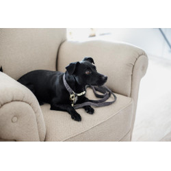 Laisse pour chien Wool Longue Kentucky