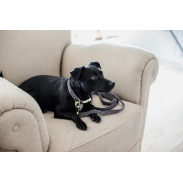 Laisse pour chien Wool Longue Kentucky