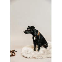 Collier pour chien Léopard Kentucky Marron léopard