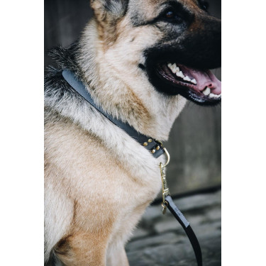Collier pour chien Loop Kentucky Collier pour chien Loop Kentucky