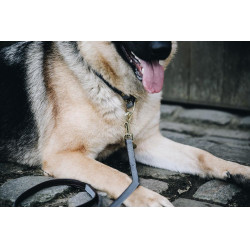 Collier pour chien Loop Kentucky Gris