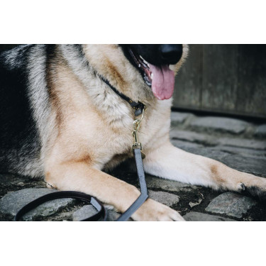 Collier pour chien Loop Kentucky Collier pour chien Loop Kentucky
