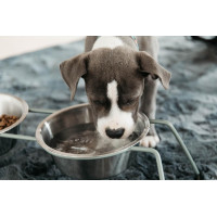Gamelle pour chien Confort Kentucky Vert poudreux
