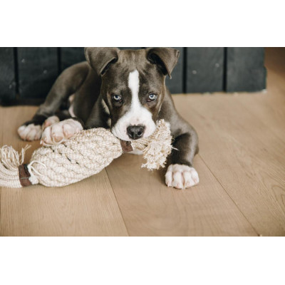 Jouet pour chien Cotton Rope Pineapple Kentucky