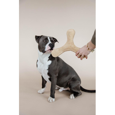 Jouet pour chien Pastel Boomerang Kentucky Jouet pour chien Pastel Boomerang Kentucky