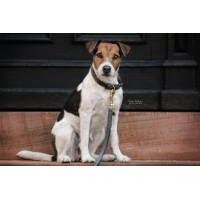 Laisse pour chien Loop Kentucky Gris