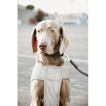 Manteau pour chien Kentucky réfléchissant & déperlant avec protection ventrale Manteau pour chien Kentucky réfléchissant & déperlant avec protection ventrale
