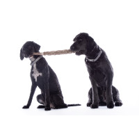 Jouet pour chien Buddy Knot Bone HKM Naturel Marron Jouet pour chien Buddy Knot Bone HKM Naturel Marron