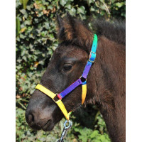 Licol nylon pour Shetland Multicolor HKM Multicolore Multi-couleurs Licol nylon pour Shetland Multicolor HKM Multicolore Multi-couleurs