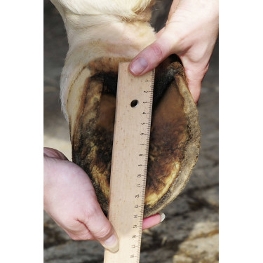 Hipposandales HKM Hipposandales HKM