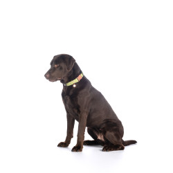 Collier de chien Ida nylon HKM Pistache Vert Collier de chien Ida nylon HKM Pistache Vert