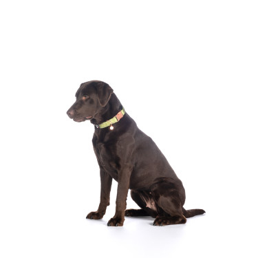 Collier de chien Ida nylon HKM Collier de chien Ida nylon HKM