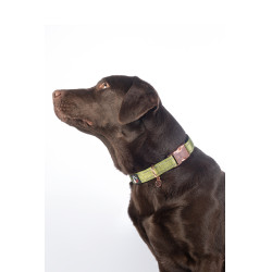 Collier de chien Ida nylon HKM Pistache Vert Collier de chien Ida nylon HKM Pistache Vert