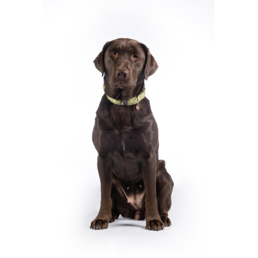 Collier de chien Ida nylon HKM Collier de chien Ida nylon HKM