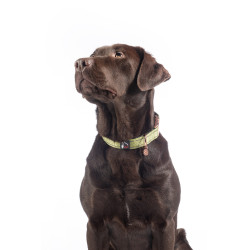 Collier de chien Ida nylon HKM Pistache Vert Collier de chien Ida nylon HKM Pistache Vert