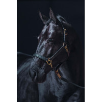 Licol en cuir Gold HKM Noir