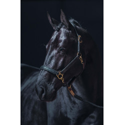Licol en cuir Gold HKM Noir