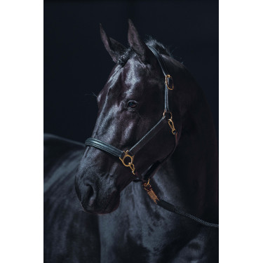 Licol en cuir Gold HKM Noir