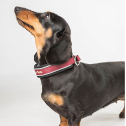 Collier pour chien Charlie Back on Track Bordeaux Collier pour chien Charlie Back on Track Bordeaux