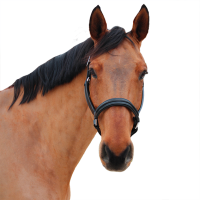 Licol Canter Mylord Noir / noir