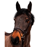 Bridon Canter Club Marron