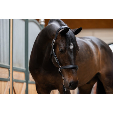 Licol en cuir Eskadron Stallion Licol en cuir Eskadron Stallion