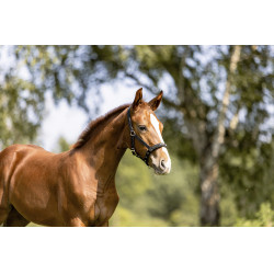 Licol Eskadron Fohlen Noir