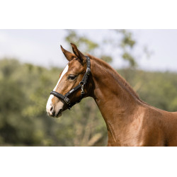 Licol Eskadron Fohlen Noir