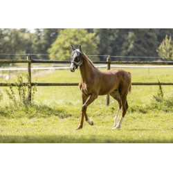 Masque anti-mouches Eskadron Anthracite Gris Masque anti-mouches Eskadron Anthracite Gris