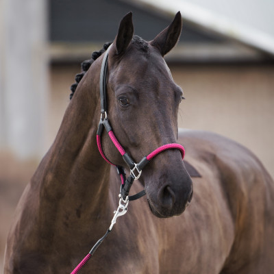 Longe HV Polo Frankie Viva magenta