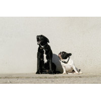 Collier et laisse pour chien Equithème Max
